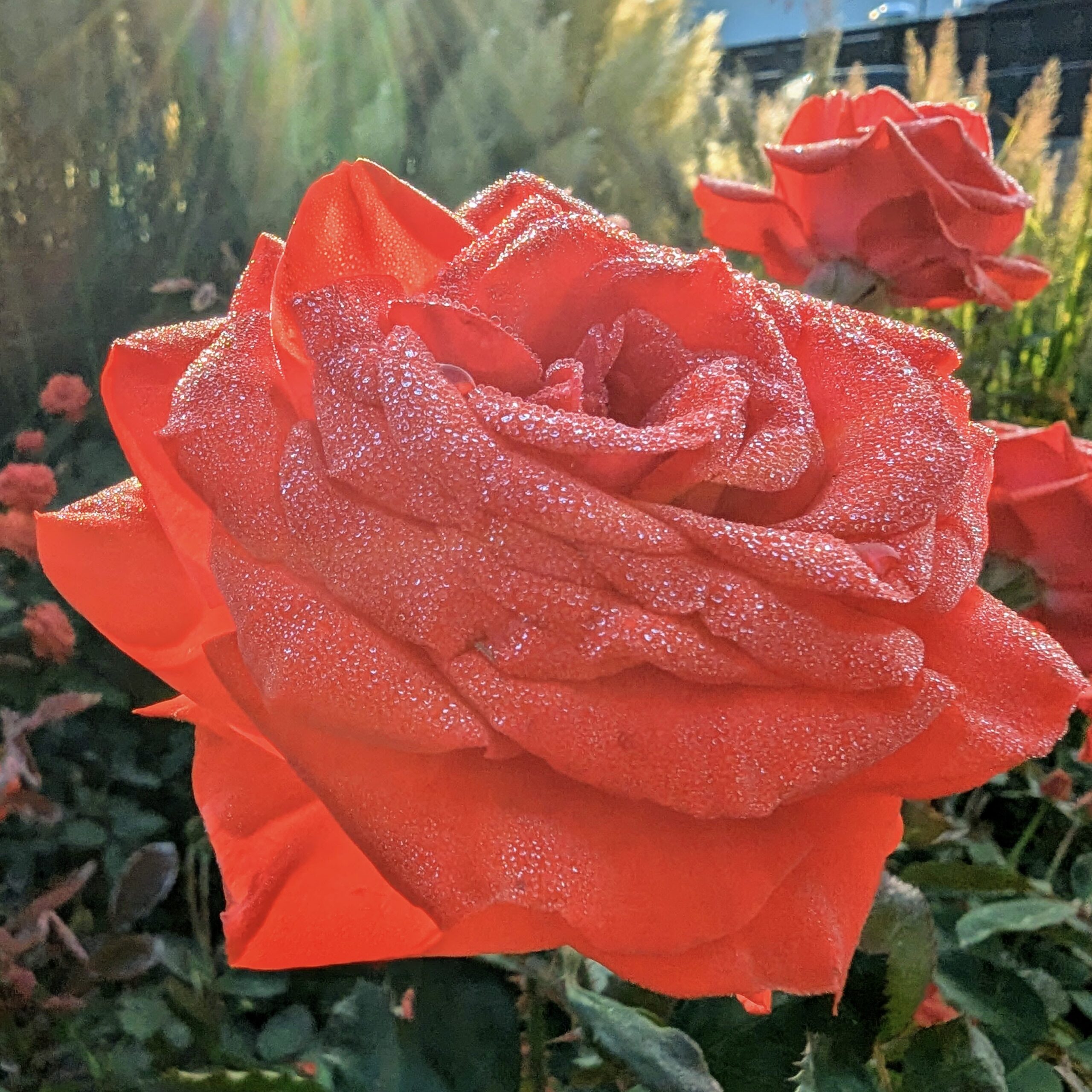 Holly Street Dental - Red Rose